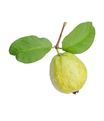 Fresh organic guava fruit isolated on white background