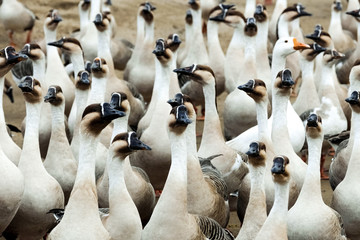 Fototapeta premium Wild geese(Anser)