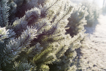 needles of spruce and pine with morning Frosty