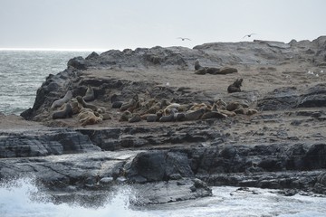 South American sea lion, Otaria flavescens, breeding colony and haulout on small islets just outside Ushuaia.