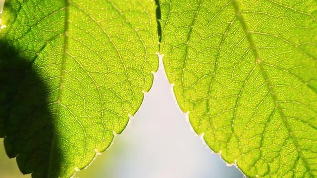 Fabulous vertical panoramic scene with extreme close up of wild rose leaves from focus to focus out.  Scenic natural sunny background in slow motion. Shallow dof. Full HD footage 1920x1080
