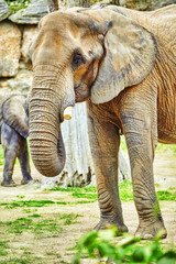 Large Indian elephants its natural habitat.
