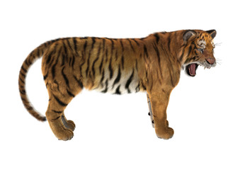 Big Cat Tiger