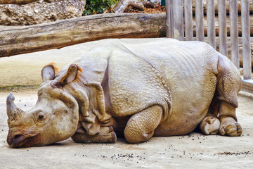 Obraz premium Rhino / rhinoceros grazing on nature landscape.