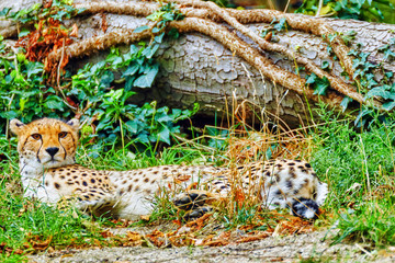 Naklejka na ściany i meble Cheetah (Acinonyx jubatus) is a big cat in the subfamily Felinae