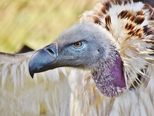 Close up of large brown Cape vulture