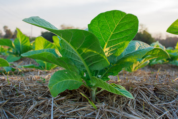 Tobacco plantation