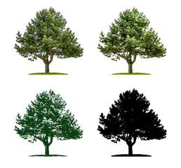 Baum in vier unterschiedlichen Illustrationstechniken - Kiefer