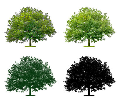 Baum in vier unterschiedlichen Illustrationstechniken - Eiche