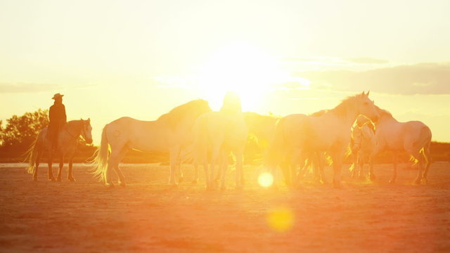 France sunrise Camargue animal horses wild livestock herd cowboy