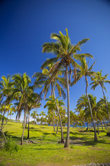 palms on the beach of Easter Island.