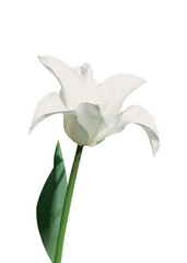 white lily-flowered tulip on white background