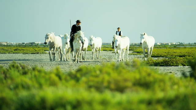 France Camargue animal horses cowboy vegetation marshland