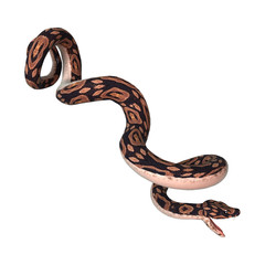 Ball Python on White