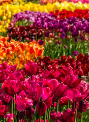 Tulips in a flower bed - Tulpen im Blumenbeet