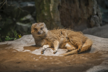 Fototapeta premium Yellow mongoose warming up under the sun, closeup