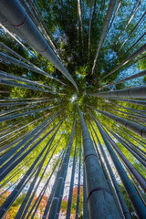 Fototapety  Obraz Bambusowego Lasu