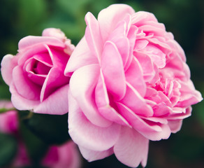 rose in garden , color filtter tone process