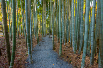 An Image of Bamboo Forest