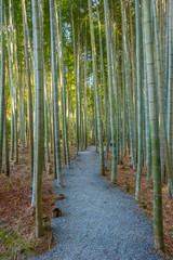 An Image of Bamboo Forest