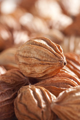 Studio shot of amomum villosum