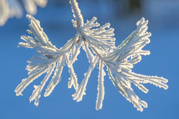 Bunch of fir needles covered in frost during winter