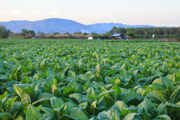 Tobacco plantation