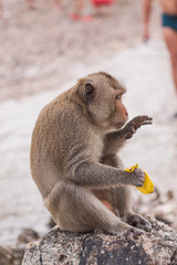 Monkey. Crab-eating macaque. Asia Thailand