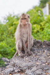 Monkey. Crab-eating macaque. Asia Thailand