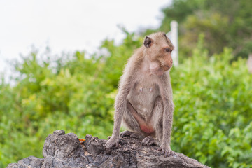 Naklejka na ściany i meble Monkey. Crab-eating macaque. Asia Thailand