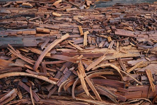 Morsches Holz