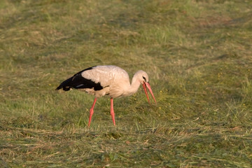White stork (Ciconia ciconia) on the field