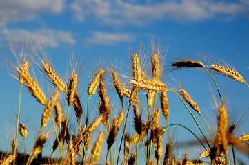 Dojrzewające zboże .