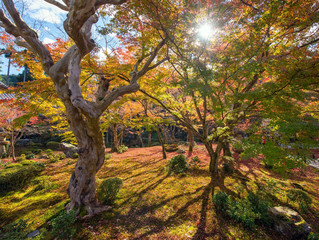 Autumn foliage at Enkoji Temple