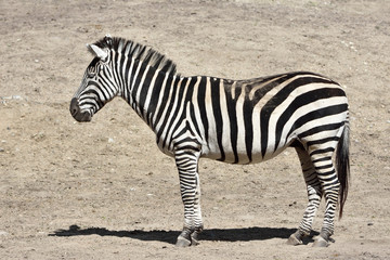 Fototapeta na wymiar Grants Zebra (Equus burchelli boehmi)