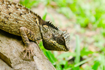 green dragon is reptile  in forest