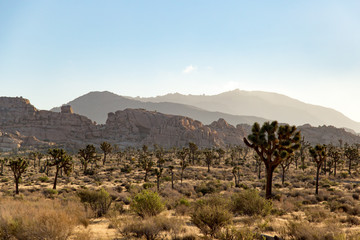 Dawn in the Joshua Tree National park sunrise