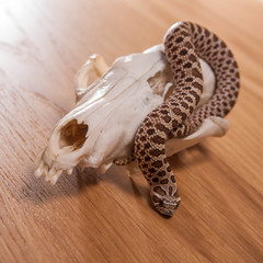 Heterodon nasicus, Western hog-nosed snake with fox skull on wooden background