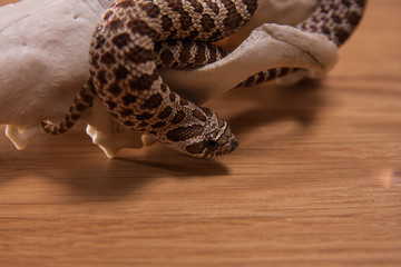 Heterodon nasicus, Western hog-nosed snake with fox skull on wooden background