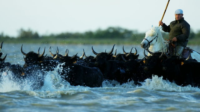 Bull black running water Camargue animal freedom cowboy