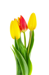 Tulips on white background.