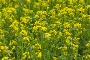 Rape flowers