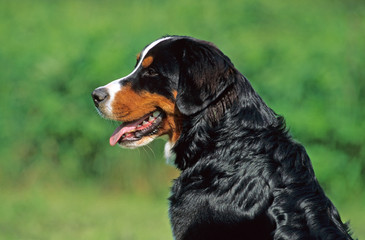 Photos Illustrations Et Vidéos De Race Bouvier Bernois