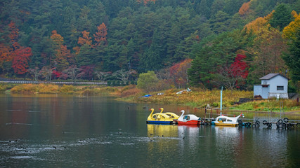 Swan Boats at Kawaguchiko lake