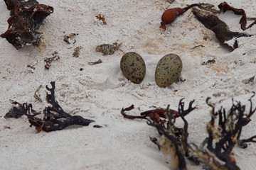 Nest and eggs of the Magellanic Oystercatcher (Haematopus leucopodus) on a sandy beach at Volunteer Point in the Falkland Islands.