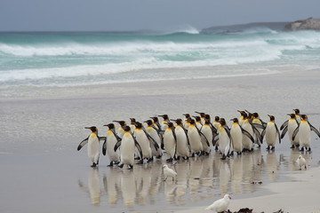 Obraz premium Large group of King Penguins (Aptenodytes patagonicus) come ashore after a short dip in a stormy South Atlantic at Volunteer Point in the Falkland Islands.