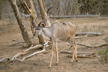 antilope koudou avec oiseau, Afrique