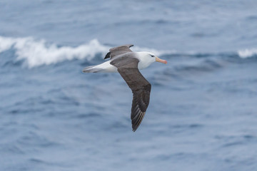 Black-browed Albatross in flight.