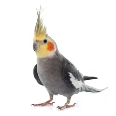 Abwaschbare Fototapete Papagei erwachsener grauer Nymphensittich