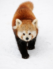 red panda in winter